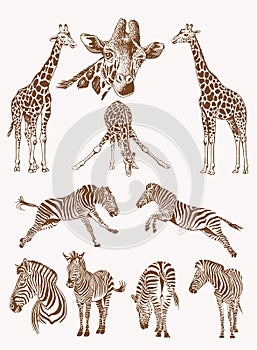 Graphical vintage set of savanna animals , sepia background,vector illustration