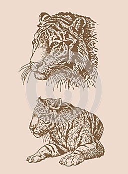 Graphical vintage set of tigers,vector sepia illustration, mammal animal