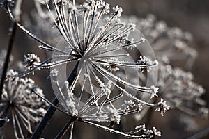 Graphics of the frozen inflorescences.