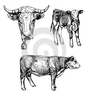 Graphics illustration farm animals set farm cows
