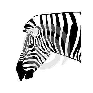 Graphics image drawing animal head of zebra vector illustration isolated white background