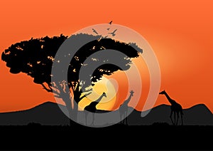 Graphics image giraffe at the forest and tree with sunset and light orange silhouette background vector illustration