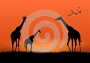 Graphics image giraffe at the forest with twilight silhouette background vector illustration