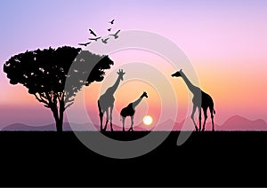 Graphics landscape view giraffe at the forest with mountain background and twilight silhouette vector illustration