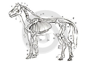 Graphite naturalistic biology horse Illustration. Animal bones drawn with pencil. Scince, zoology