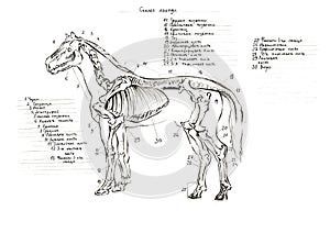 Graphite naturalistic biology horse Illustration. Animal bones drawn with pencil. Scince, zoology