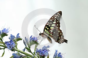 Graphium agamemnon