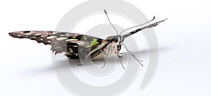 Graphium agamemnon butterfly