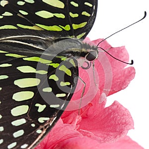 Graphium agamemnon butterfly