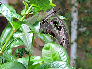 Graphium Agamemnon butterfly inside the Dubai Butterfly Garden