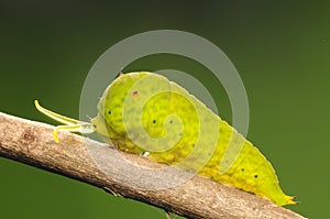 Graphium agamemnon / larva on twig