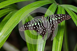 Graphium agamemnon, tailed jay