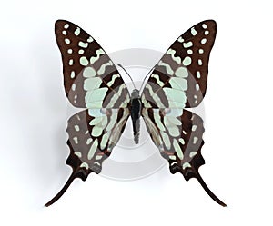 Graphium antheus (Large Striped Swordtail)