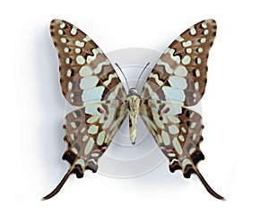 Graphium antheus (Large Striped Swordtail)