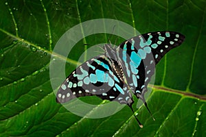 Graphium antheus, large striped swordtail, butterfly grom Papilionidae swallowtails, found in tropical and sub-Saharan Africa. photo