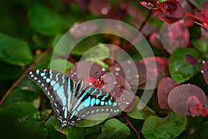 Graphium antheus, large striped swordtail, butterfly from Papilionidae swallowtails, found in tropical and sub-Saharan Africa.