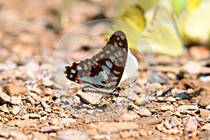 Graphium doson, the common jay, is a black, tropical papilionid butterfly with pale blue semi-transparent central wing bands that