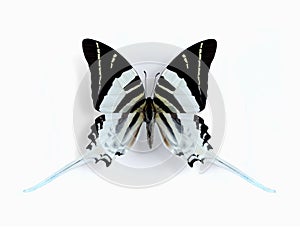 Graphium (Pathysa) androcles