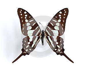 Graphium policenes (Small Striped Swordtail)