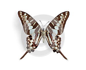 Graphium policenes (Small Striped Swordtail)