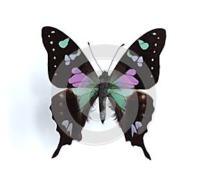 Graphium weiskei (Purple Spotted Swallowtail)