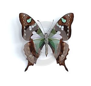 Graphium weiskei (Purple Spotted Swallowtail)