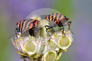 Graphosoma bugs on plant