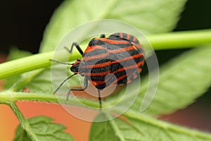 Graphosoma insect on a stick