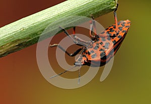 Graphosoma insect on a stick
