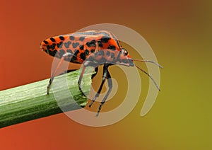 Graphosoma insect on a stick