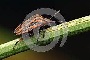 Graphosoma insect on a stick