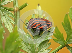 Graphosoma insect on a stick