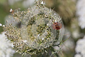 Graphosoma italicum - a colorful striped bug sits on a plant