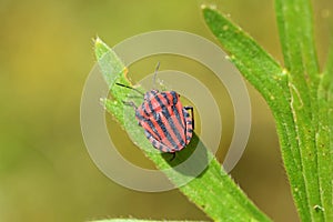 Graphosoma italicum , red and black striped stink bug , Pentatomidae