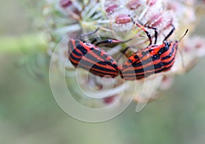 Graphosoma italicum is a species of shield bug in the family Pentatomidae. photo