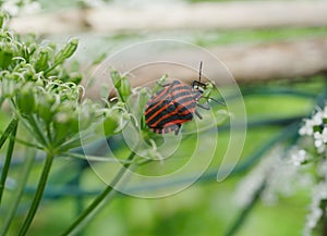 Graphosoma lineatum bug with fly