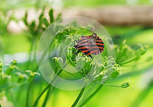 Graphosoma lineatum bug with fly