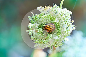 Graphosoma lineatum is a species of heteropterous hemipteran in the Pentatomidae family