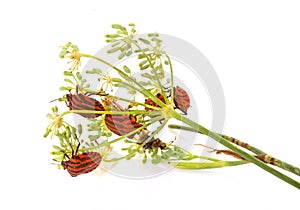 Graphosoma lineatum in studio