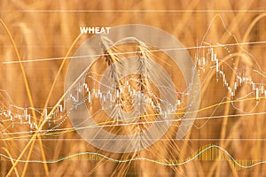 Graphs of falling production and rising prices for wheat grain. The concept of reduced production, shortage of cereals. Stock