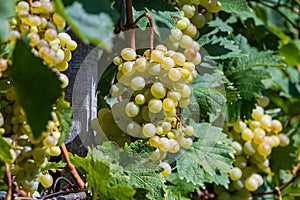 Grappe in Hungary, Balaton vineyard