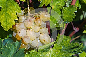 Grappe in Hungary, Balaton vineyard