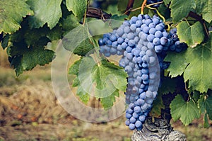 Graps of nebbiolo in the vineyard of barolo Italy photo