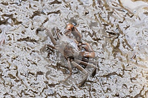 Grapsidae Metaplax Crab