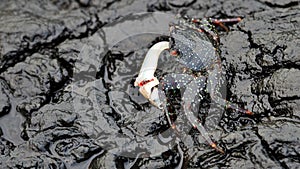 Grapsus crab with fish on volcanic rock photo