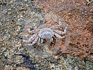 Grapsus grapsus crab land crab photo