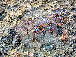 Grapsus grapsus crab land crab photo