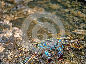 Grapsus grapsus crab land crab photo