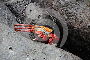 Grapsus crab photo