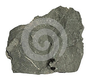 Graptolite